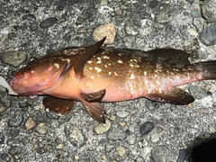 キジハタの釣果