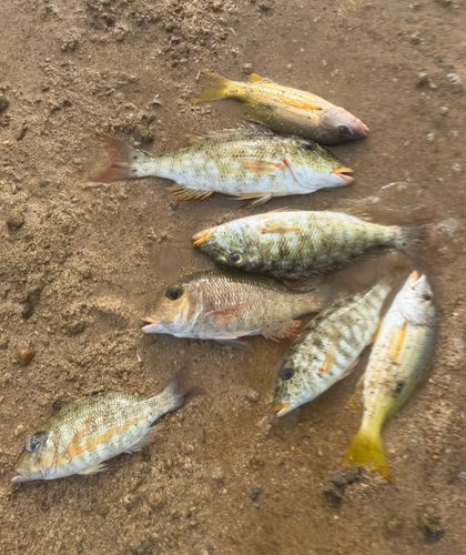 ムネアカクチビの釣果