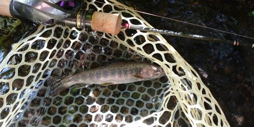 ニッコウイワナの釣果