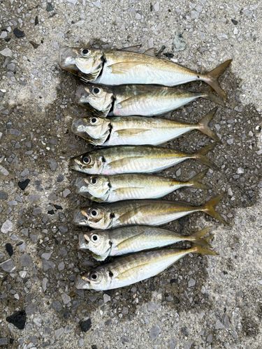 マルアジの釣果