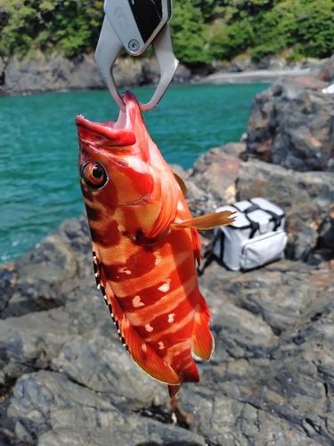 アカハタの釣果