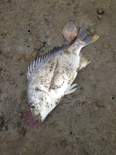 キビレの釣果