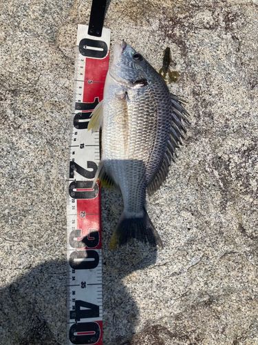 キビレの釣果