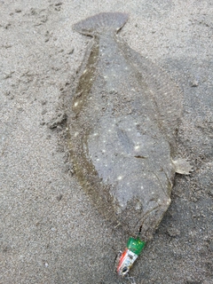 ソゲの釣果