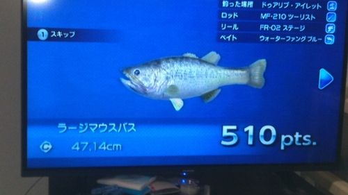 ラージマウスバスの釣果