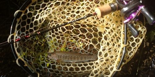ニッコウイワナの釣果