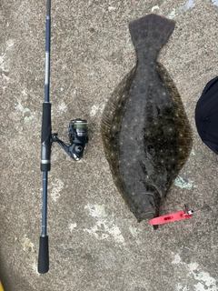ヒラメの釣果