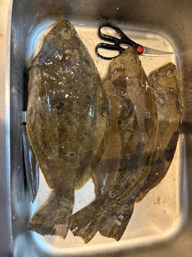 ヒラメの釣果