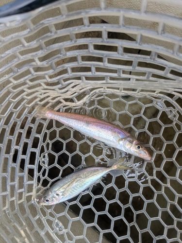キスの釣果