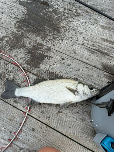 ヒラスズキの釣果