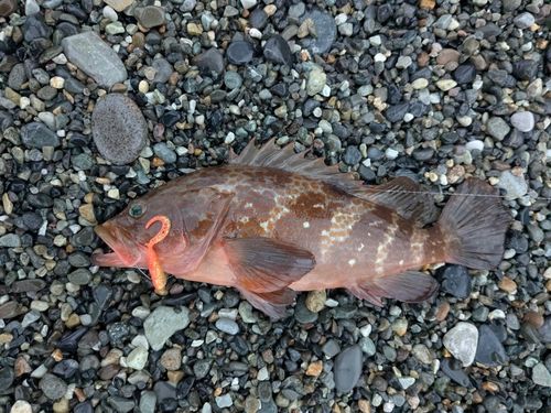 アコウの釣果
