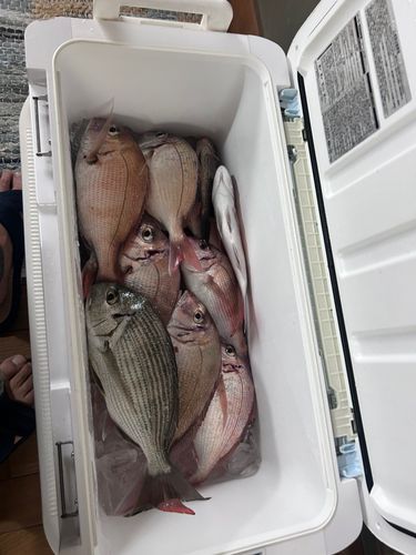 タイの釣果