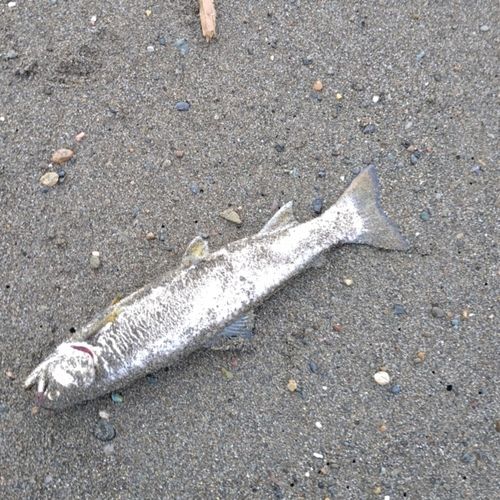 アメマスの釣果