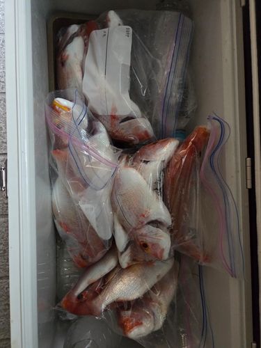 レンコダイの釣果