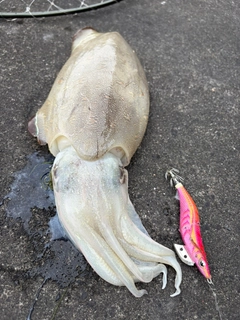 モンゴウイカの釣果