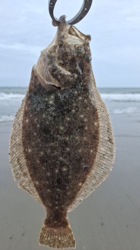 ソゲの釣果