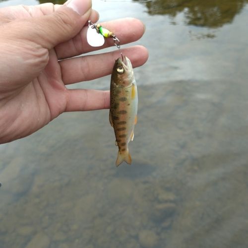ヤマメの釣果