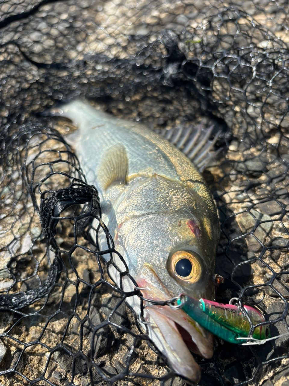 SHIMANO 23ディアルーナ S96Mの最安値・インプレ・釣果 | 本音の口コミ