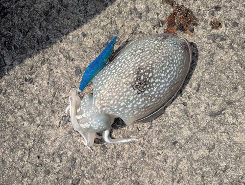 コウイカの釣果