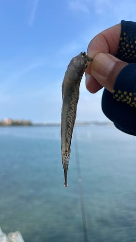 ハゼの釣果