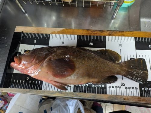 アコウの釣果