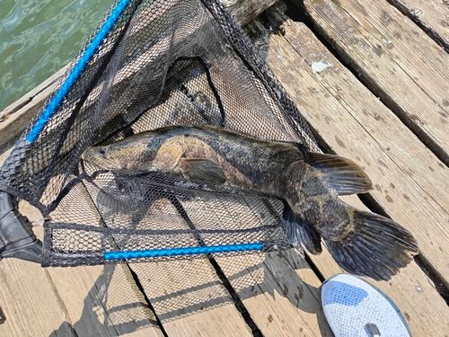 ライギョの釣果