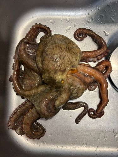 マダコの釣果