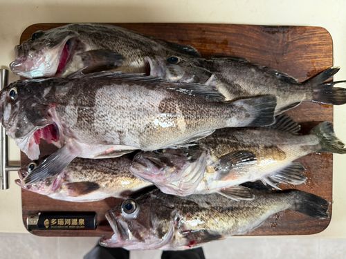 クロソイの釣果