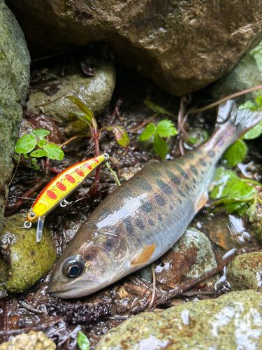 ヤマメの釣果