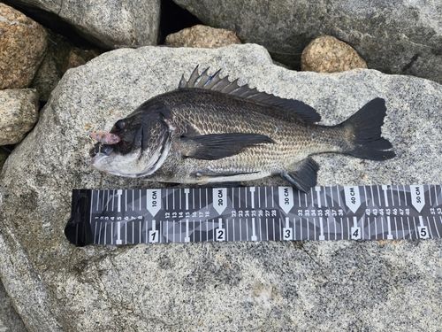 クロダイの釣果