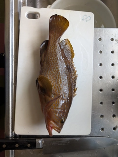 キジハタの釣果