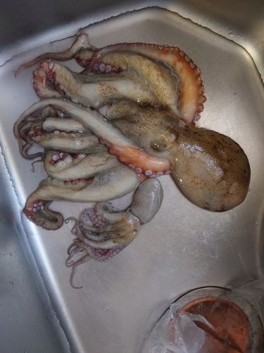 マダコの釣果