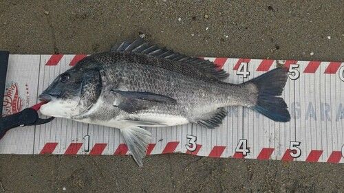 クロダイの釣果