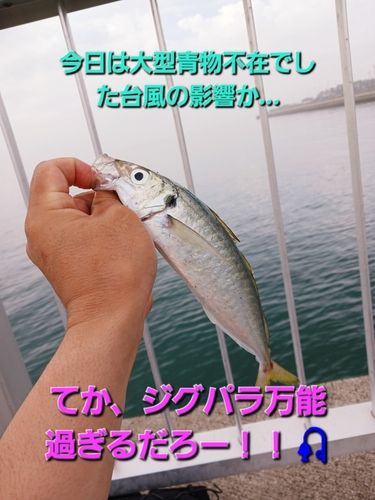 マルアジの釣果