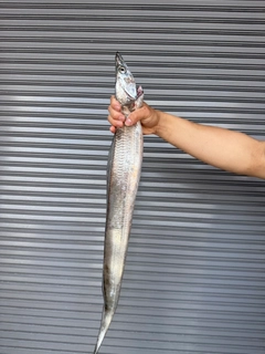 タチウオの釣果