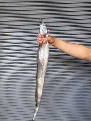 タチウオの釣果