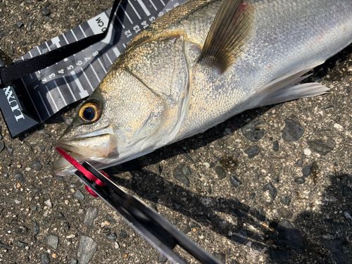 シーバスの釣果