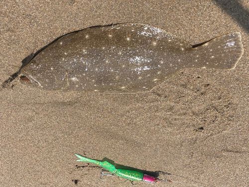 ソゲの釣果