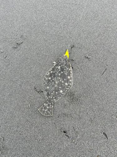 ソゲの釣果