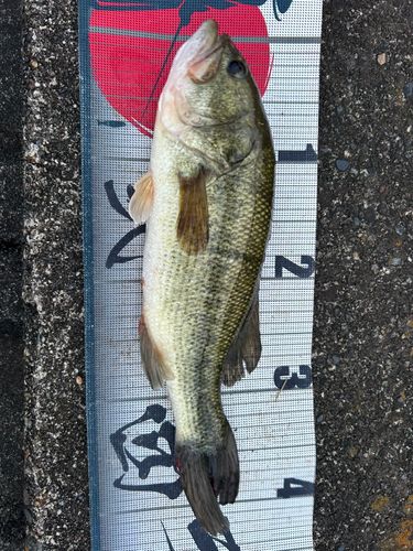 白石つり掘金魚園で釣れたブラックバスの釣り・釣果情報