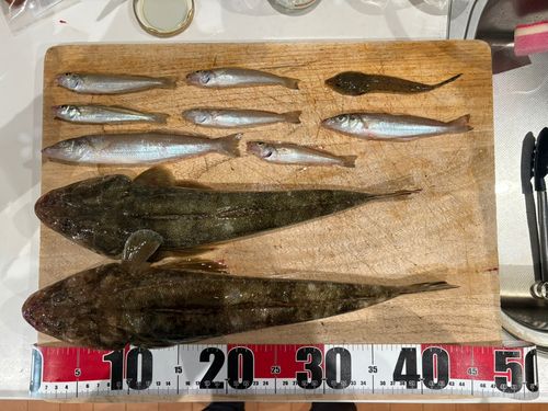 マゴチの釣果