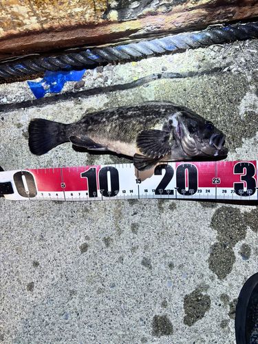 ソイの釣果