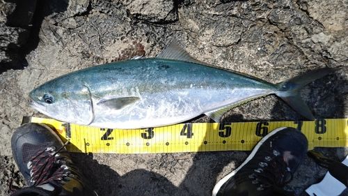 メジロの釣果