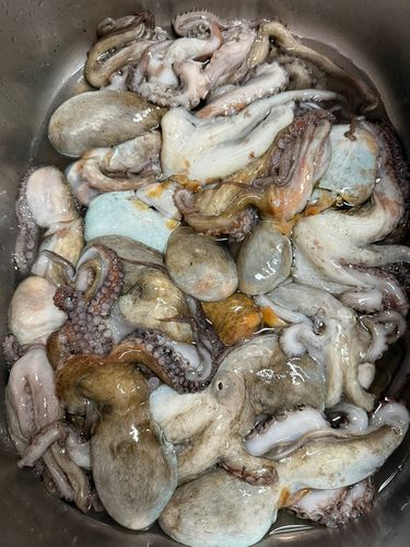 マダコの釣果