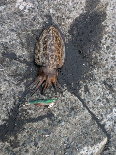 コウイカの釣果