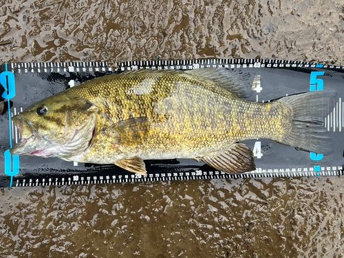 スモールマウスバスの釣果