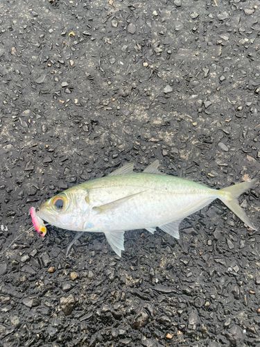 メアジの釣果