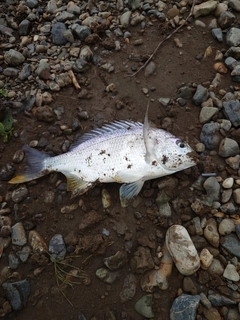 キビレの釣果