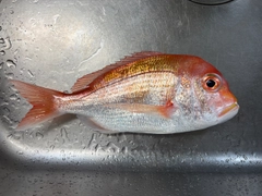 レンコダイの釣果