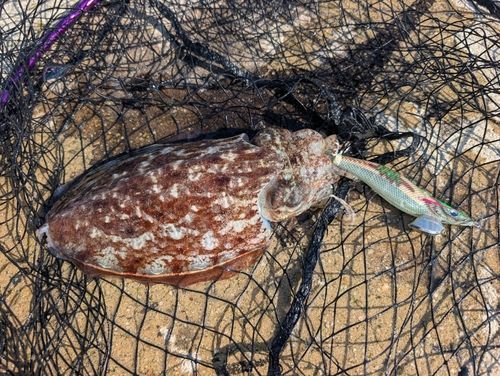 コウイカの釣果